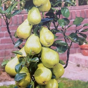 Nízkokmenná hruška stĺpovitá (Pyrus communis) ´SAPHIRA´ - jesenná 80-100 cm, kont. C3L